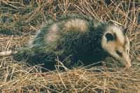 Virginia Opossum Small- to medium-sized with gray to
