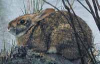 Swamp Rabbit Small with brownishgray fur and roundish dark
