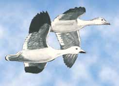 Snow Goose Male and female are white with dark gray on underside of wings; short