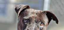Please call 910-392-0557 to adopt us! Adopt-An-ANGEL My name is Blue and I am a purebred pale-blue Pitbull. I am absolutely gorgeous. I weigh 65 pounds and I am very strong.