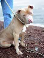 I am a Pitbull and it would be great if I could get adopted by someone who is familiar with my breed. I do well with good dogs and kids, but haven t met a cat yet.