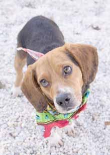 Brunswick County Sheriff s Animal Protective Services Please call 910-754-8204 to adopt us! OPEN SATURDAYS! Hi there, friends! I m Peanut (A077232).