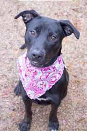 I spend my time looking for new adventures. Come on out to the shelter and let's explore life together! Well, hello there! My name is Porsche (A077102) and I m a 2-year-old, spayed girl.
