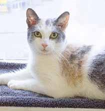 I will make you fall in love and you ll be cuddling on the couch with me before you know it! Hi! My name is Vega (A076911) and I m a 1-year-old spayed girl.