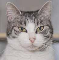 I'm a great lap kitty who will sit in your lap for a long petting session. Sawyer is so sweet and loves to be petted, too. Please visit us at the CAT adoption center at Petsmart in Wilmington, NC.