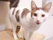My name is Natasha and like the famous cartoon character, I am a rather beautiful, white and Tabby 12-month-old kitty. I am very sweet, love people, and even get along with other kitties.