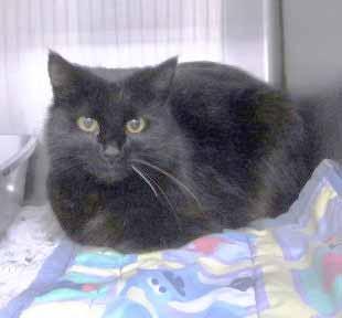 Well, here I am at Cat Tails waiting for a new family! I am a Maine Coon mix who is just as crazy and wild as my name implies. There s another Maine Coon mix here named, Bouncer.