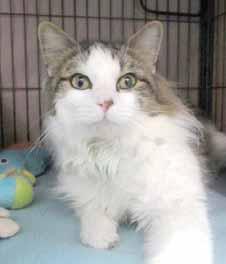 Just give it a feel and you ll see what I mean. I am a very laid-back and quiet 1-year-old. I couldn t care less about others cats, so if you have them or don t have them, I ll be fine.