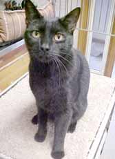 910-763-6692 Looking for a loving cat who never knows a stranger? That s me, Skywalker! I arrived at the shelter with my brother, C3PO, pictured below.