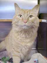 I really like to curl up in laps and I purr a lot. I ll be your best friend! Hello! My name is Candy and I m a 5-year-old, spayed girl who is just getting used to my new surroundings.