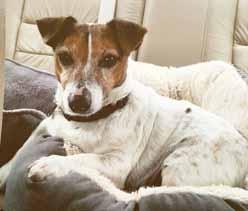 I am sponsored in loving memory of Oscar and Madison Pour, two very special, life changing Jack Russell Terriers.