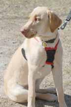 I am tall for my age of 6 months, but I m a typical Lab puppy who is active and excitable (nothing that some good training wouldn t help).
