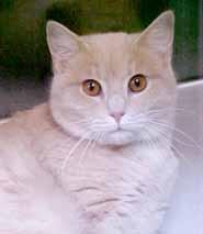 I ve got cream-colored fur and bright, tangerine eyes that are so striking. Come take a look and maybe you ll fall in love!