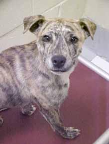 I m now 8-months-old and it s a mystery why I haven t been snatched up. Let s meet! I m a sweet boy on the look-out for love! Could you be my match? My name is Riley and I m a gorgeous Catahoula mix.