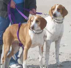 Please call 910-457-6340 to adopt us! SOAR (Southport Oak Island Animal Rescue) Hello there! I am Gus (pictured on the right) and this is my sister Libby! Libby and I are laid-back sweethearts.