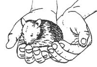 Figure 3: Manual Restraint of the Hamster Gerbils: Gerbils respond to and are effectively handled by the general methods indicated for other rodents.