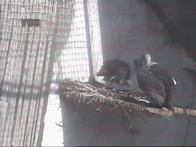 Breeding of White-backed vultures at the centres 28