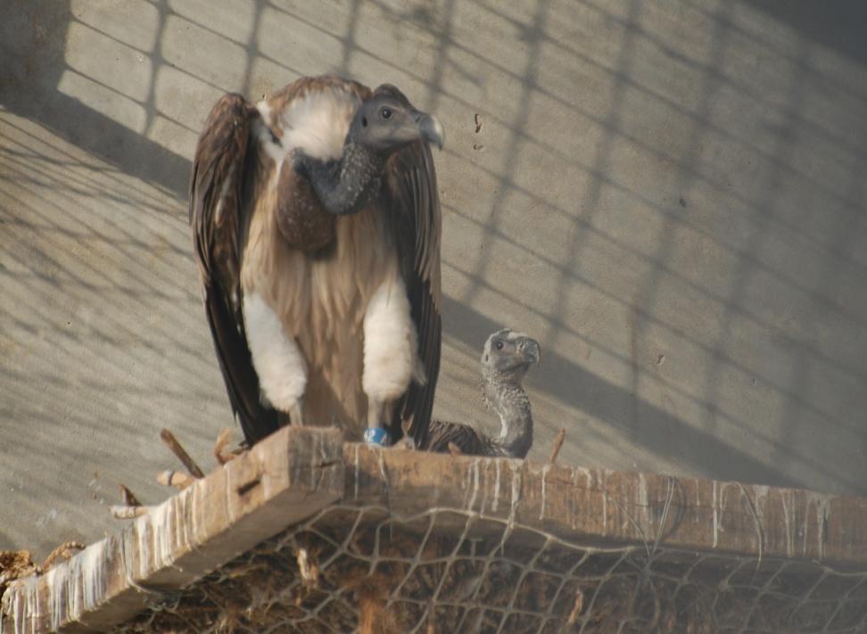 Breeding of Slender-billed Vulture at the centres 9 nestlings