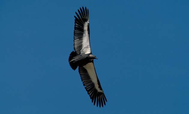 White-backed Vulture  in