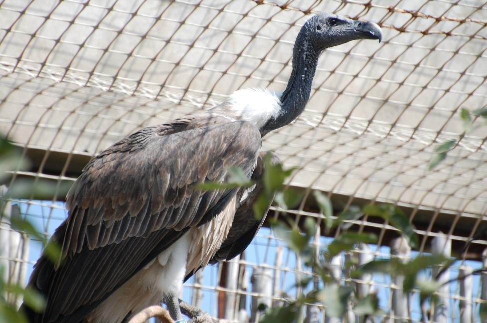Vulture in India An