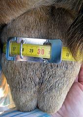 Pre- breeding soundness examination Rams and ewes should be inspected 10 weeks pre-tupping. This gives time to rectify any problems that may be diagnosed.