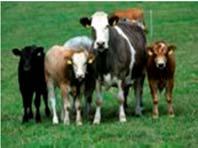13 for pedigrees) Animal welfare recording and breeding scheme Launched in January 2008 by Dept.