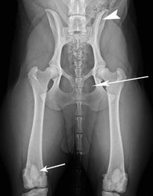 HIP DYSPLASIA DATABASE T he OFA hip dysplasia control database functions as a voluntary screening service and as a database of hip status for dogs and cats of all breeds.