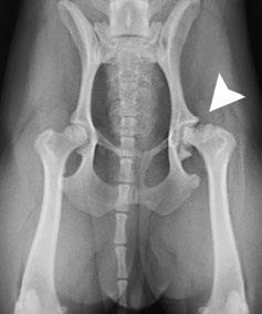 LEGG-CALVE-PERTHES DATABASE L egg Calve Perthes (LCP) disease, or avascular necrosis of the femoral head, is a disorder of the hip joint(s) which occurs in both humans and dogs.