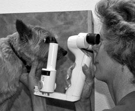 EYE DATABASE T he OFA Companion Animal Eye Registry (CAER) provides breeders with information about eye diseases so that they may make informed breeding decisions.