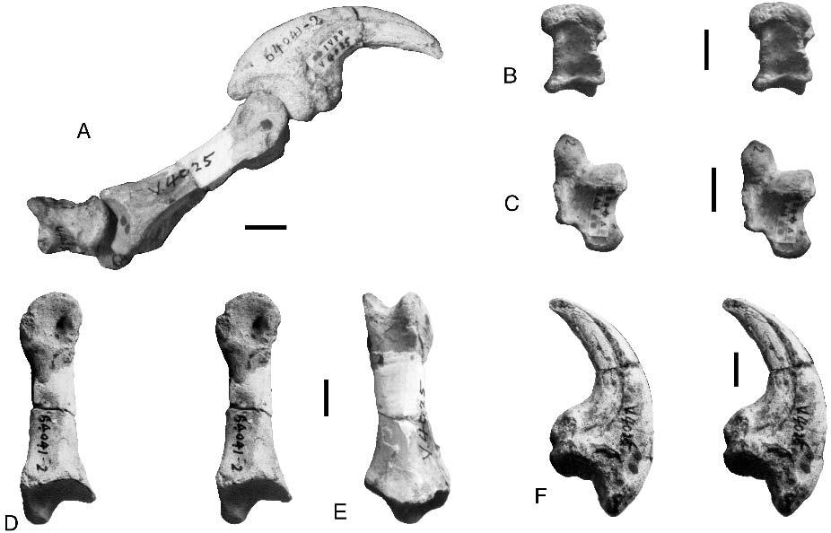 RAUHUT AND XU SMALL THEROPODS FROM XINJIANG 109 FIGURE 2. Tugulusaurus faciles, manual digit I (IVPP V 4025, holotype).
