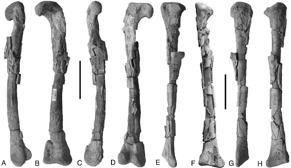 110 JOURNAL OF VERTEBRATE PALEONTOLOGY, VOL. 25, NO. 1, 2005 FIGURE 3. Tugulusaurus faciles, hind-limb elements (IVPP V 4025, holotype).