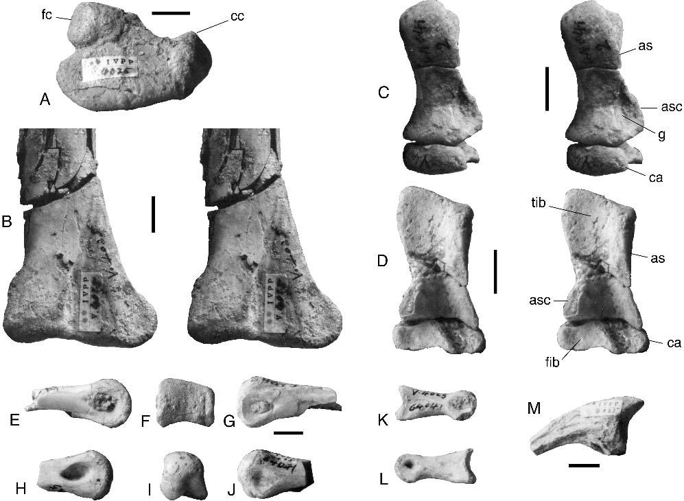 RAUHUT AND XU SMALL THEROPODS FROM XINJIANG 111 FIGURE 4. Tugulusaurus faciles, hind-limb elements (IVPP V 4025, holotype).