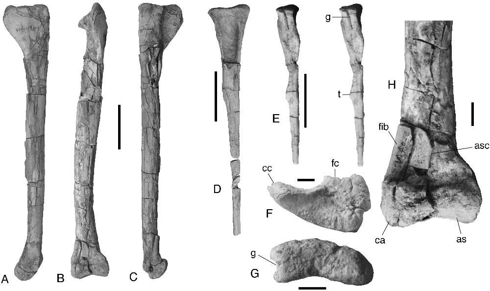 112 JOURNAL OF VERTEBRATE PALEONTOLOGY, VOL. 25, NO. 1, 2005 FIGURE 5. Xinjiangovenator parvus gen. et sp. nov., holotype (IVPP V 4024).