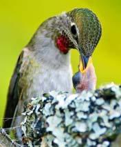 Feeding rates vary among species Hummers once a minute Average land bird 4-12