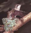 removal of fecal sacs Fledging Nestling period the interval between hatching and