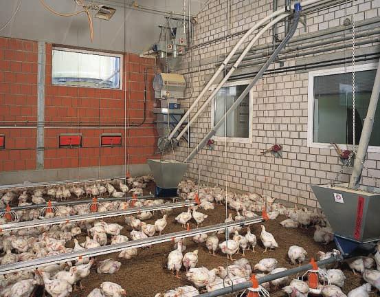 eys and other poultry BIG PAN PLUS for controlled growing of broilers and rearing ducks volume reducing insert sectional dish Especially birds of more than 2 kg live weight are fed in a controlled