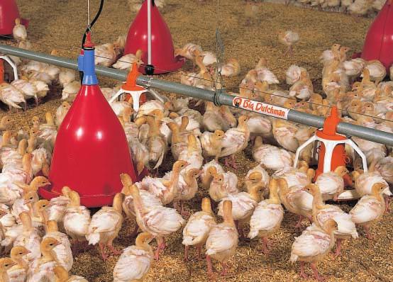 for controlled feeding Using MULTI PAN for rearing turkeys Do you want to face the changing requirements of the poultry meat market and be flexible in