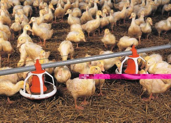 These feed pans were specially designed for alternative growing of broilers, turkeys, ducks and other growing poultry (guinea fowl, pheasants, geese) up to
