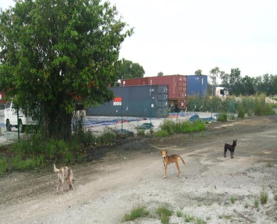 MANAGING STRAY DOG CONTROL BY LOCAL GOVERNMENT State Council Total City Town District Johor 1 6 8 15 Kedah 1 3 7 11