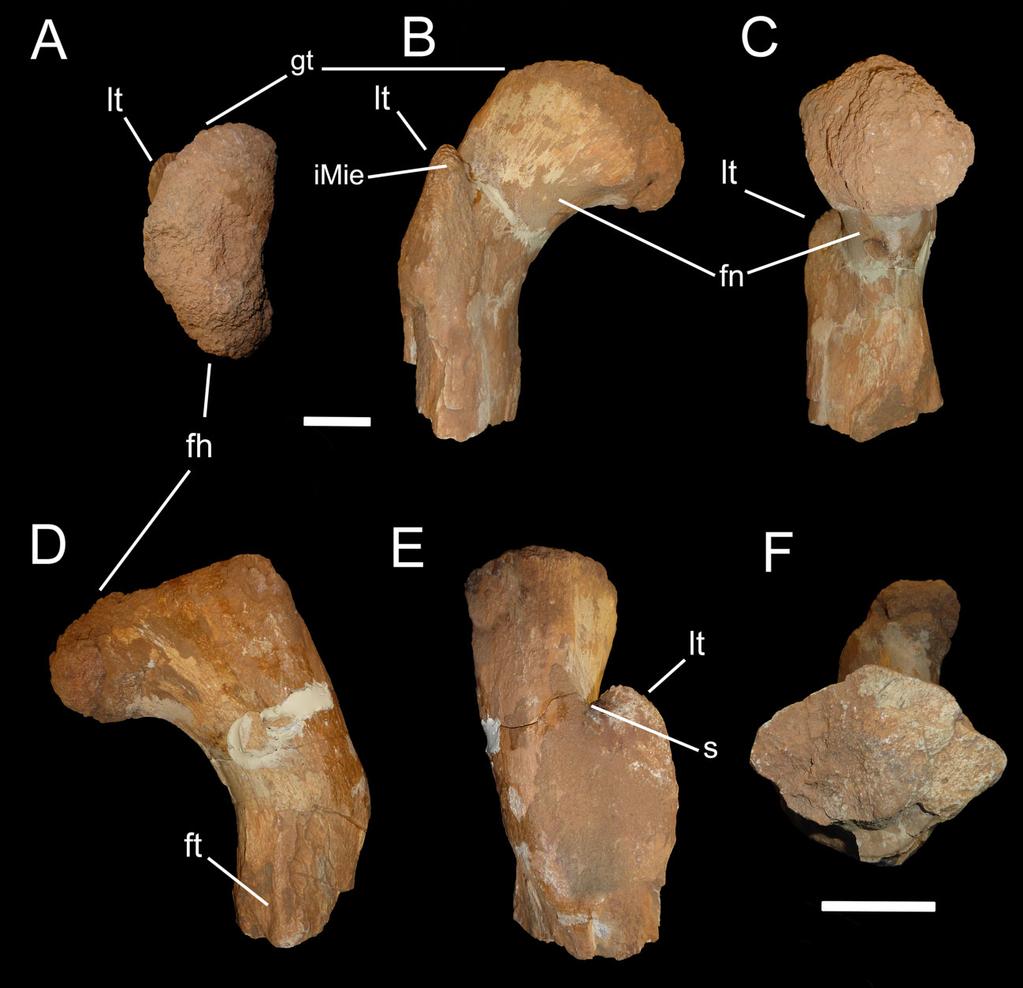 Figure 1 Abelisauridae indet. femur OLPH 025. (A) proximal view, (B) anterior view, (C) medial view, (D) posterior view, (E) lateral view, (F) distal view (not at same scale as other views).