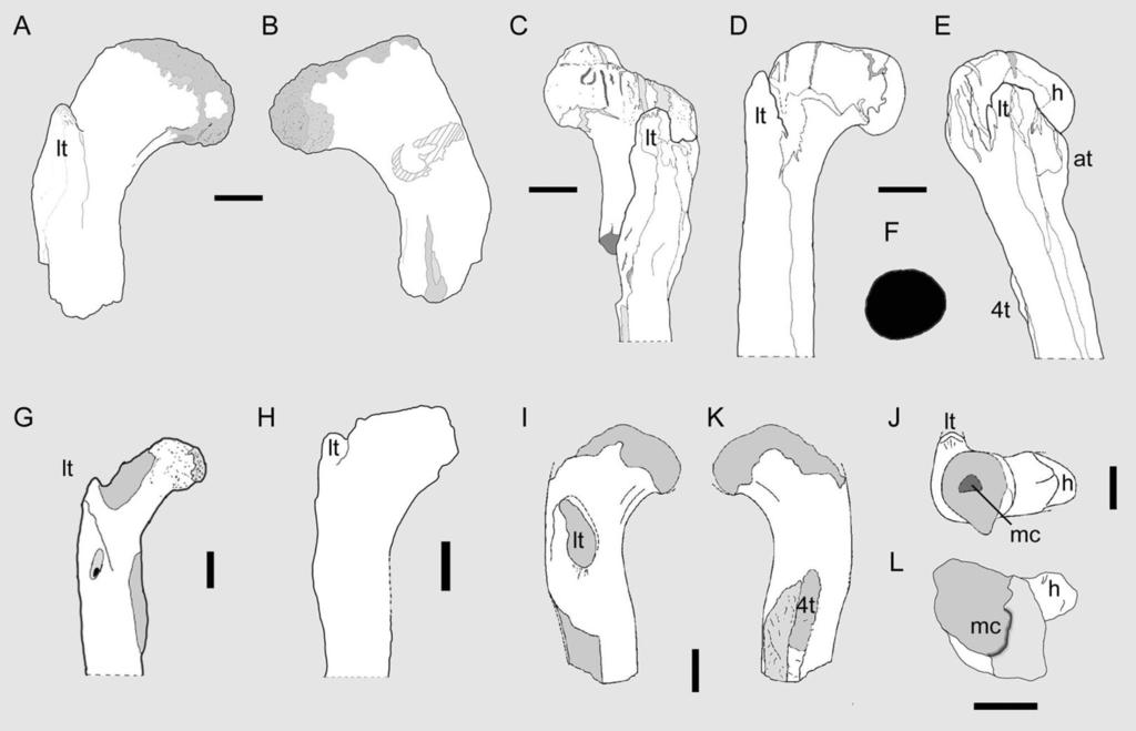 Figure 3 Theropod femora from the Cenomanian of Egypt and the Kem Kem Compound Assemblage. OLPH 025 in anterior (A) posterior (B) and distal (L) views; scale bar 5 cm.