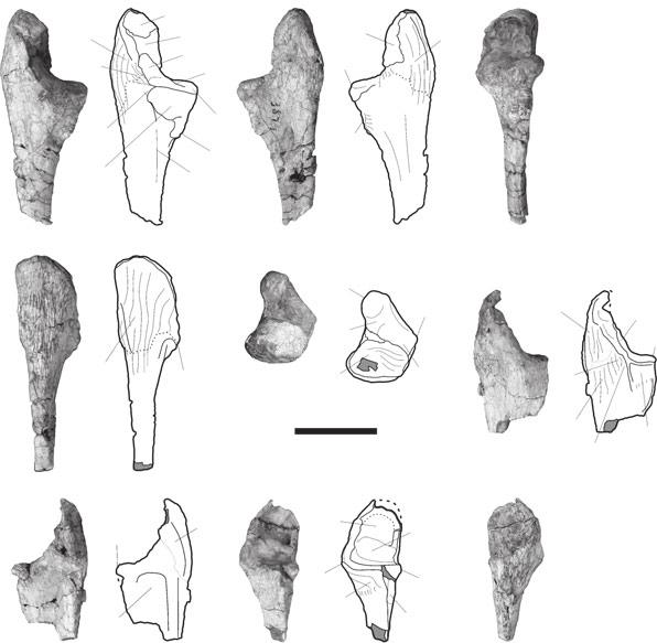 126 SPECIAL PAPERS IN PALAEONTOLOGY, 77 A B C E D F G H I TEXT-FIG. 8. Saturnalia tupiniquim, Santa Maria Formation, Rio Grande do Sul, Brazil. Photographs and outline drawings of partial right ulnae.
