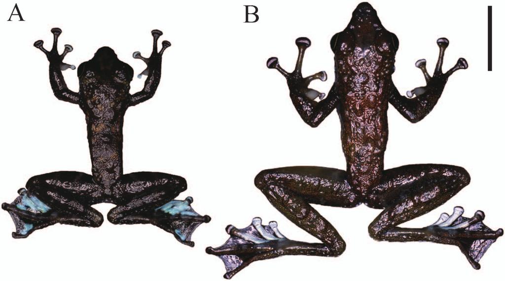 104 M. Matsui et al. Fig. 3. Dorsal views of males of the (A) small form (BORNEENSIS 23425) and (B) large form (BORNEENSIS 8635). Scale bar=10 mm.