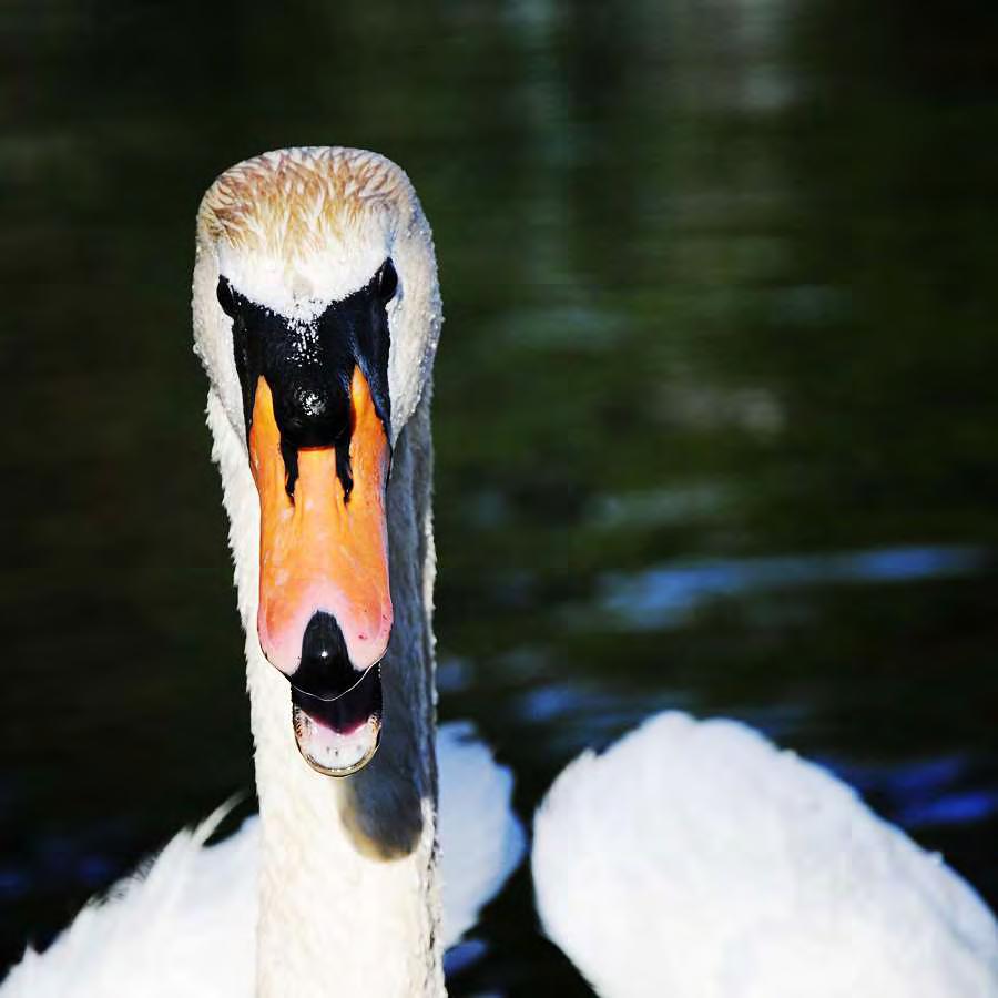 Mute Swans Invading Michigan s Waters A growing threat to