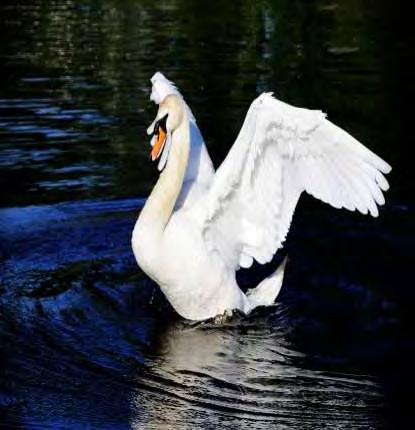 Mute Swan Management Efforts Nest/egg destruction Removal
