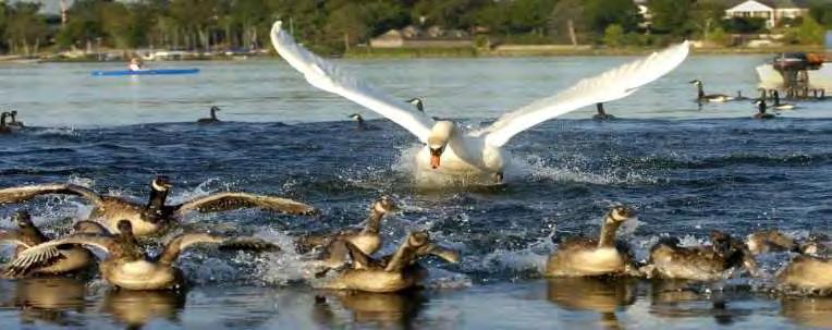 Mute Swan Authorities No protection under federal law Not listed in Federal Migratory Bird Treaty Act Protection removed in 2004 because not native Under