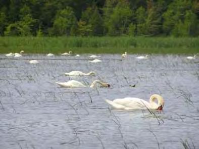 Destroy Wetland Habitat A single mute swan can consume 4-8 lbs.