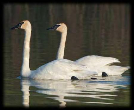 Trumpeter Swan A Native Beauty Native to Michigan Photo by