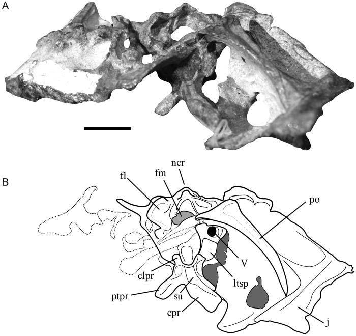po, postorbital; su, sulcus; V, foramen for the trigeminal nerve. Scale bar ¼ 20 mm. Figure 7. Lewisuchus admixtus, PULR 01.