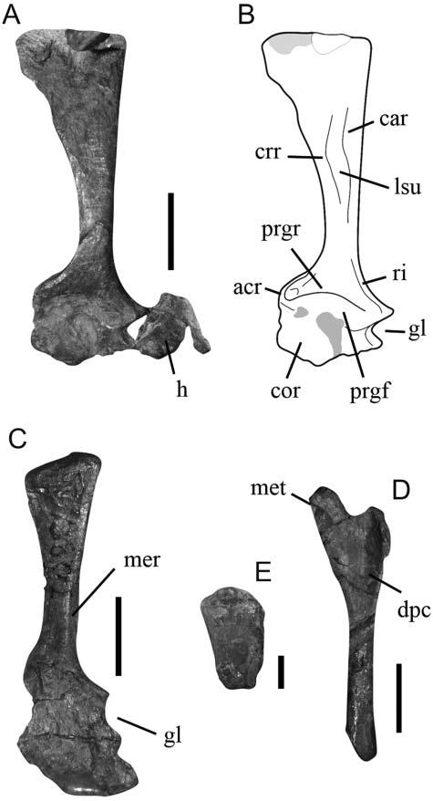 20 J. S. Bittencourt et al. Figure 9. Lewisuchus admixtus, PULR 01. Isolated caudal vertebrae in A, right lateral and B, dorsolateral views.